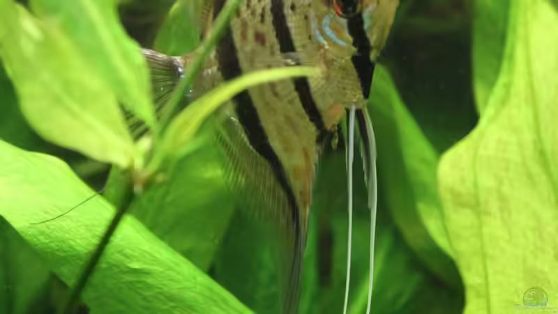 Skalar von urml87 (49)