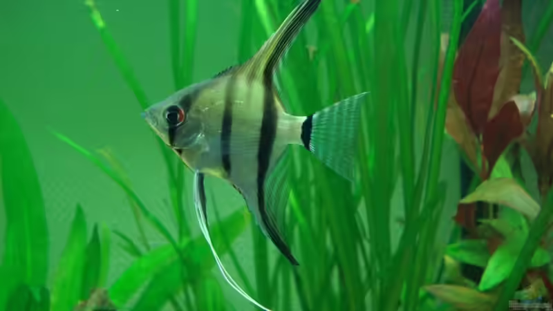 Skalar vor ca. einem Jahr von Chris 81 (21)