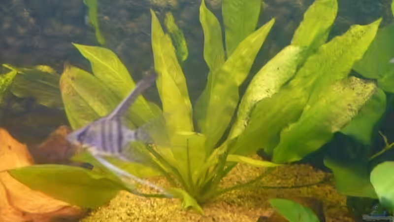 Skalar vor Echinodorus von Dennis (8)