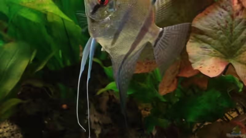 Aquarien mit Pterophyllum scalare (Skalar)