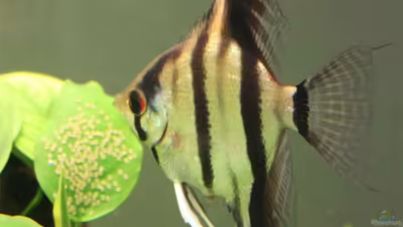 Skalar weibchen bei der Brutpflege von Lewino (20)