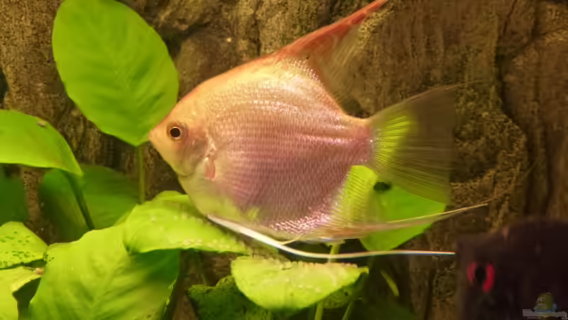 Skalar Weibchen beim ablaichen von gbroker (9)