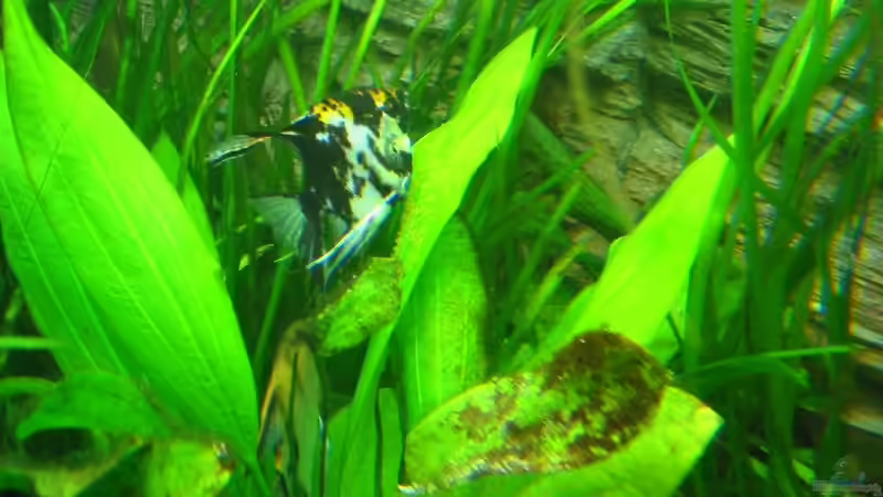 Skalar Weibchen beim Eierlegen  von Bämbel (41)