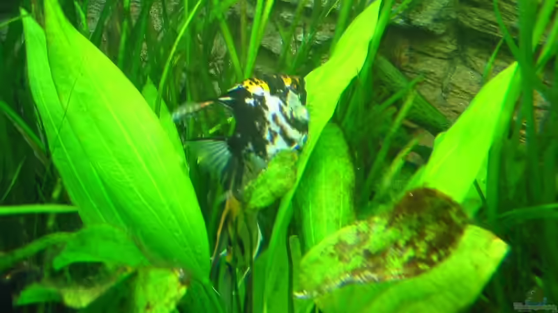 Skalar Weibchen beim Eierlegen  von Bämbel (43)