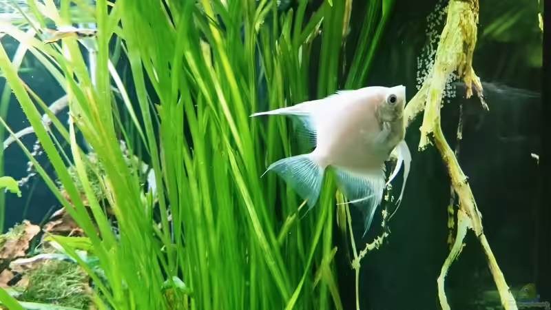 Skalar Weibchen klebt Eier an die Rückschein von Helene (29)