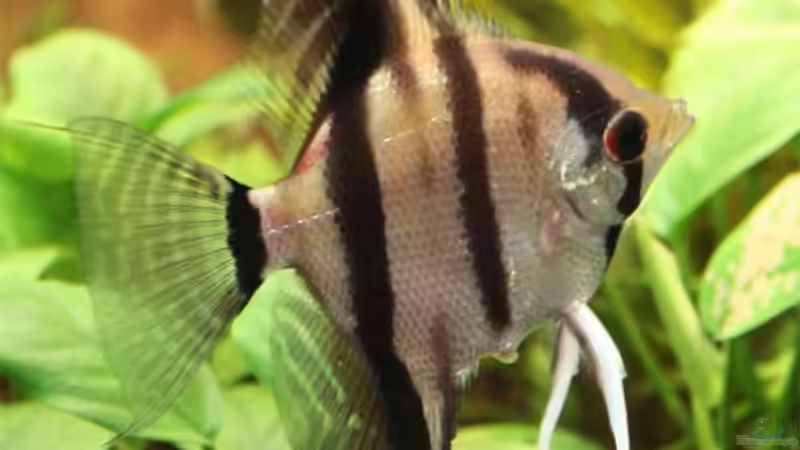 Skalar weibchen von Lewino (11)