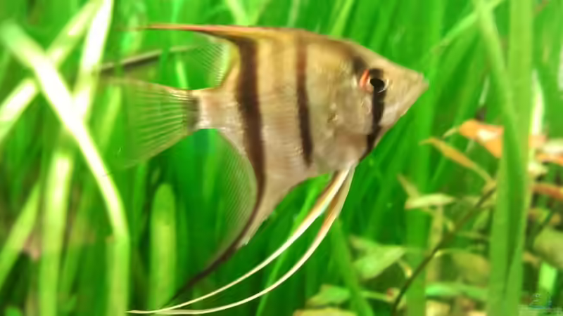 Skalar wildfarben von Zebraschecke (33)