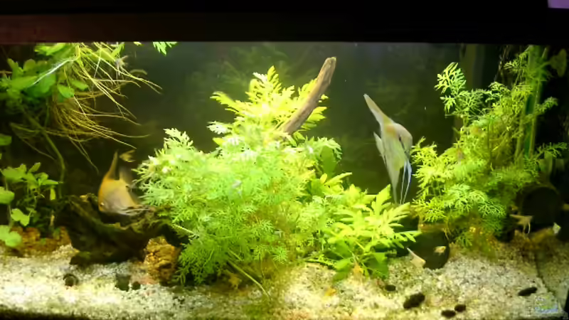 Skalar-Zuchtbecken-110l von kihada (3)