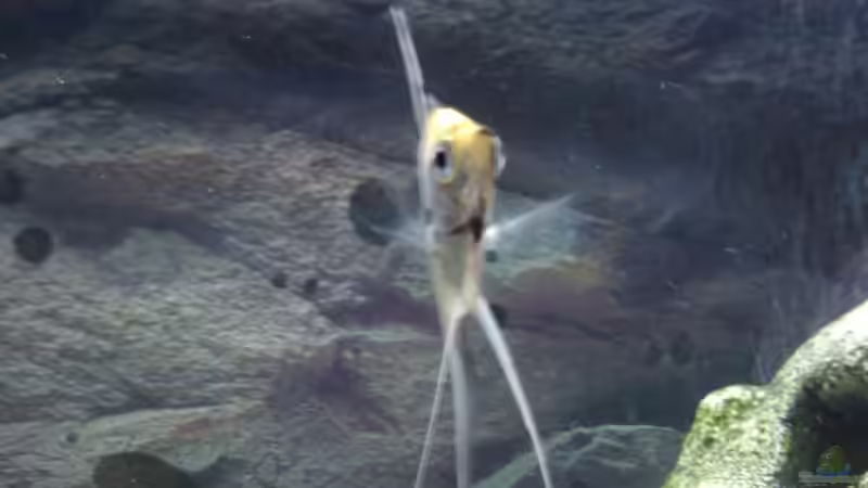 Skalar1 von Fischer123 (5)