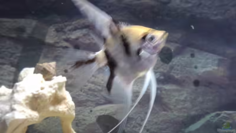 Skalar2 von Fischer123 (6)