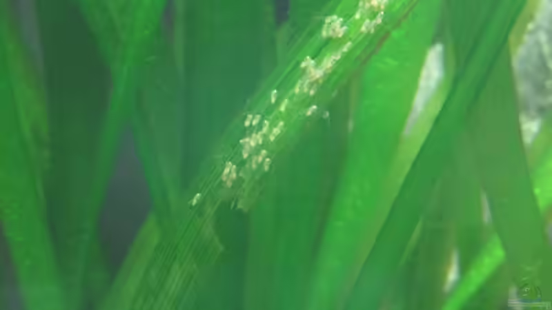 Skalarbabys :) von Sebasco (13)