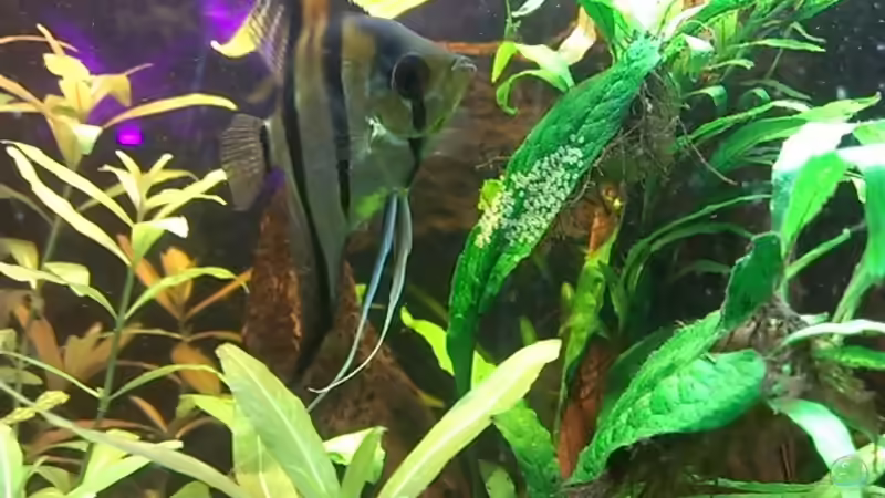 Skalardame - Laichansatz von EvilChicken (9)