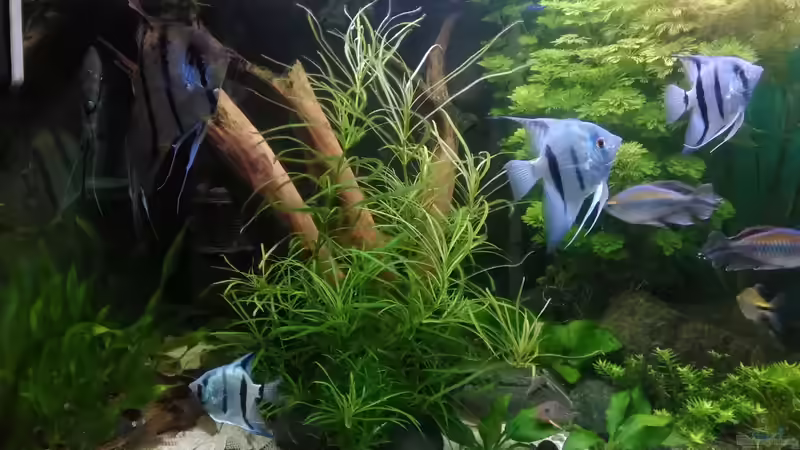 Skalare - 1 der Paare von Grünhexe (181)