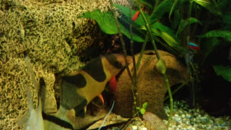 Skalare + Prachtschmerle von manala (23)