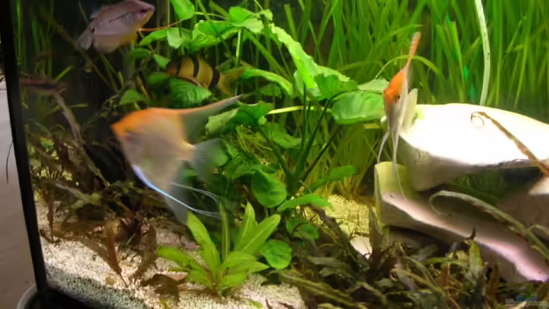 Skalare, Fadenfisch, Prachtschmerle von stern_chen007 (5)