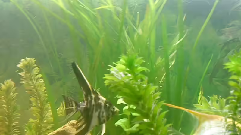 skalare  von 160DaniL (5)