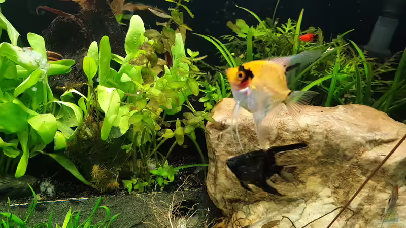 Skalare  von EliJac (9)