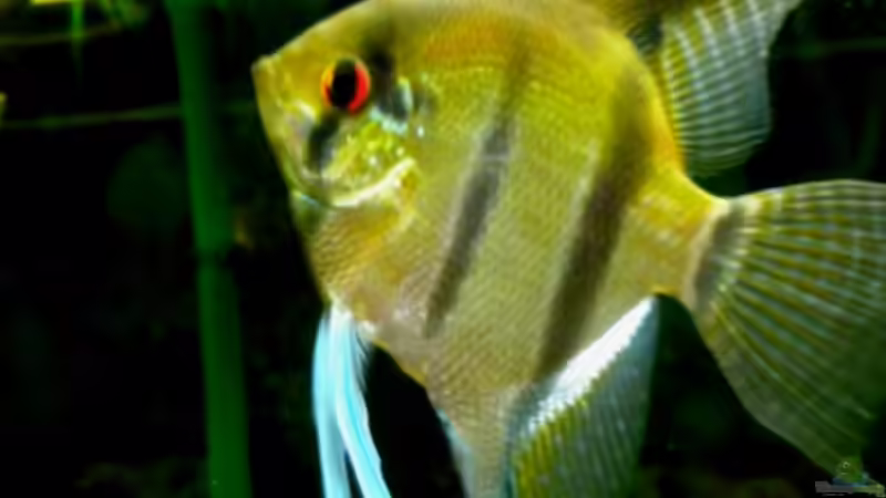 Skalare 1 von DouDou (9)