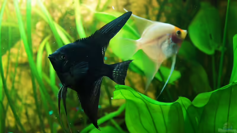 Skalare 11.02.14 von daKING (34)