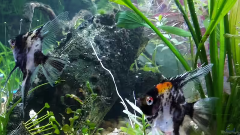 Skalare 12.11.16 von .Andreas. (134)