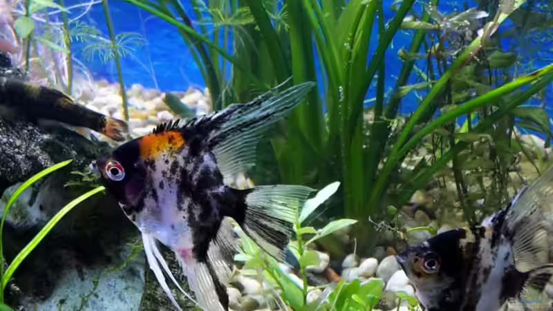 Skalare 12.11.16 von .Andreas. (136)