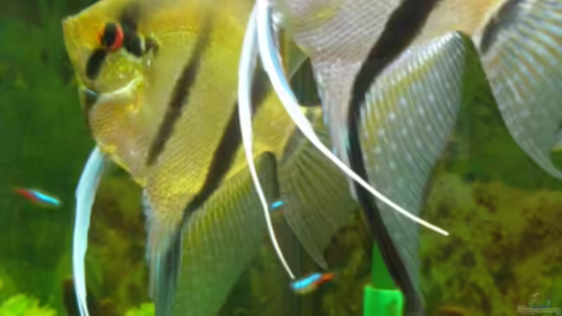 Skalare 2 von DouDou (10)