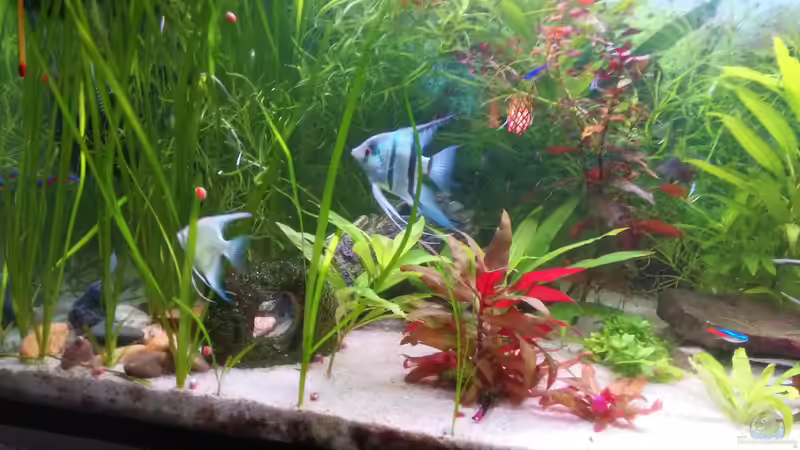 skalare 2 von Inai Whang (30)