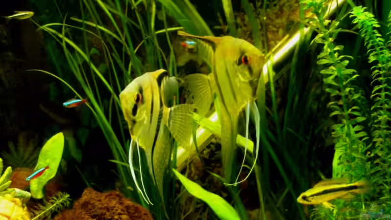 Skalare 3 von DouDou (11)