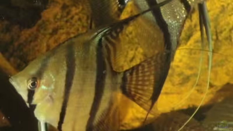 Skalare am 8.11.12 von Laura (61)