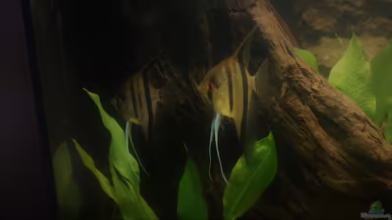 Skalare am Baumstumpf von DennisTheMenis (28)