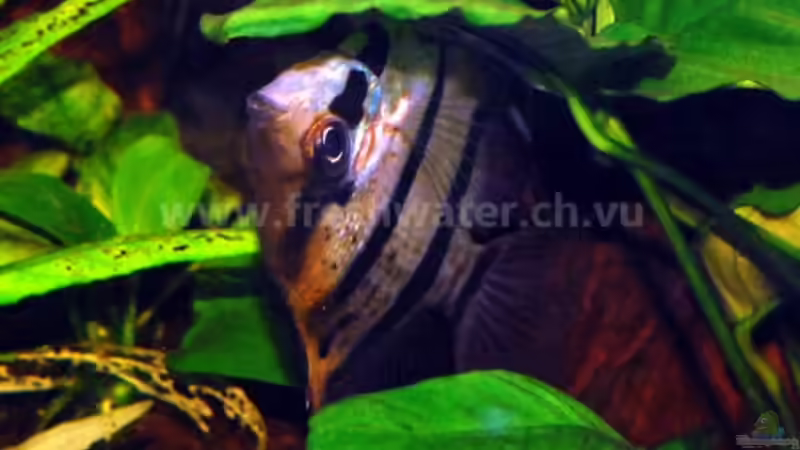 Skalare am laichen von Teh_D (20)