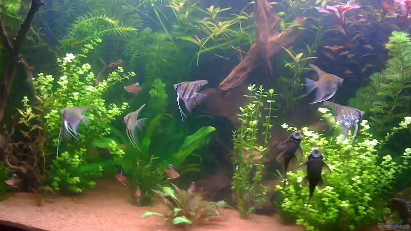 Skalare & White Fin von JBuehrke (5)