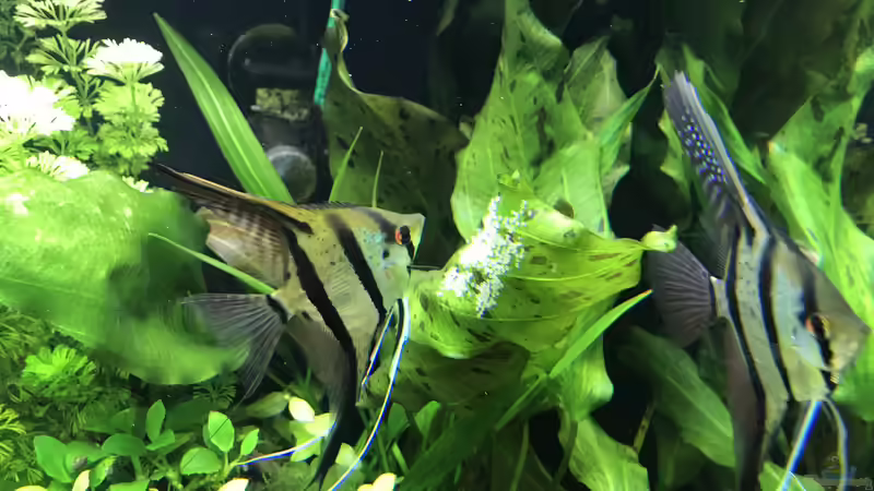 Skalare bei der Brutpflege von Aerbsli (25)