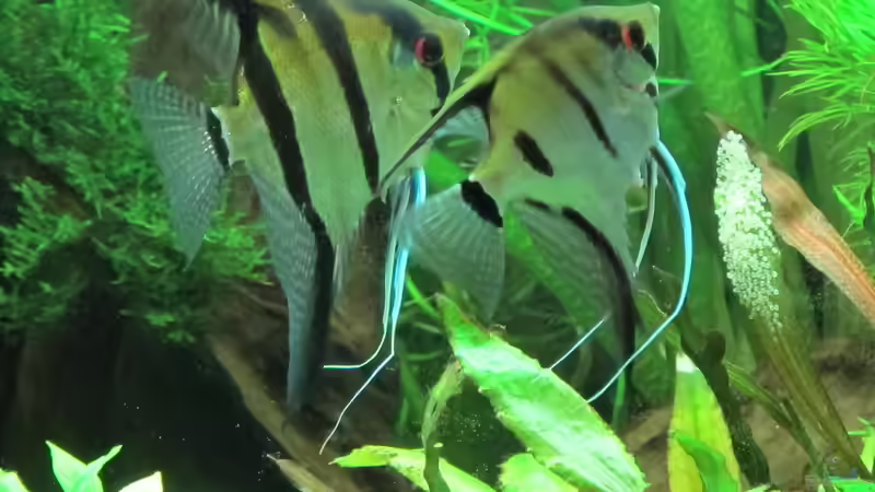 Skalare bei der Eiablage von Sebasco (4)