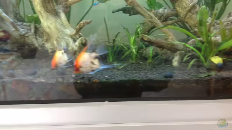 Skalare bei der Futtersuche von Poggy (6)