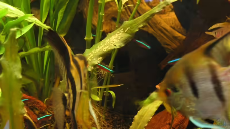 Skalare beim ablaichen von Gerrit Buck (16)