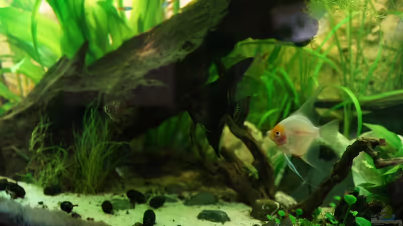 Skalare Dezember 25.12.13 von daKING (33)