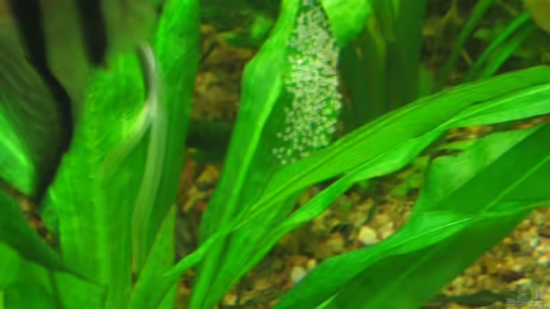 Skalare haben abgelaicht von Thorbenhendrik (30)