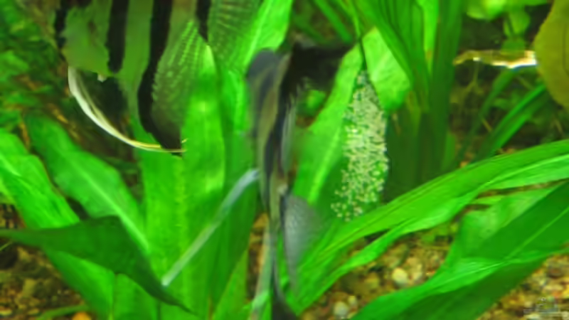 Skalare haben abgelaicht von Thorbenhendrik (31)