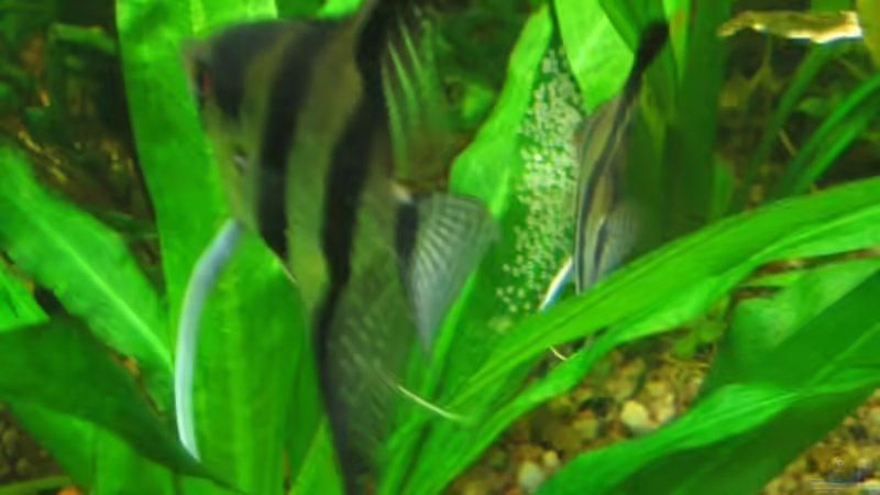 Skalare haben abgelaicht von Thorbenhendrik (32)