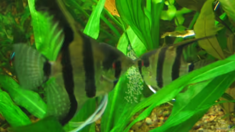 Skalare haben abgelaicht von Thorbenhendrik (33)