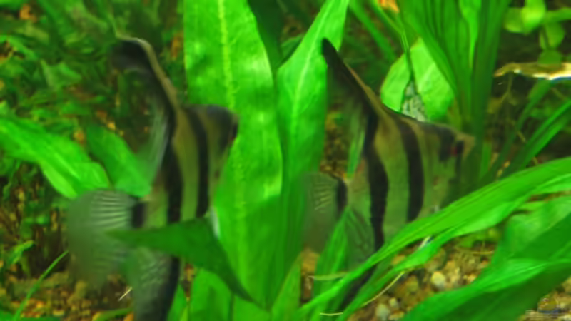 Aquarien mit Pterophyllum scalare (Skalar)