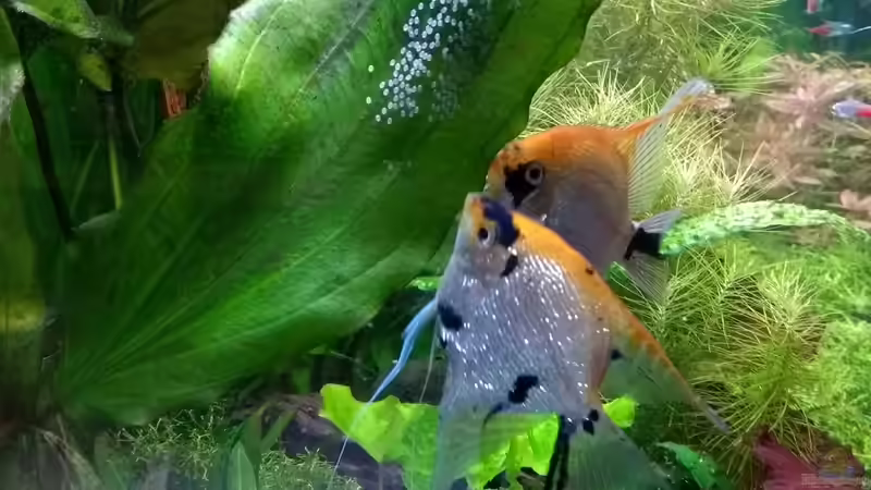 Skalare mit Gelege 22.11.18 von Stephy (45)