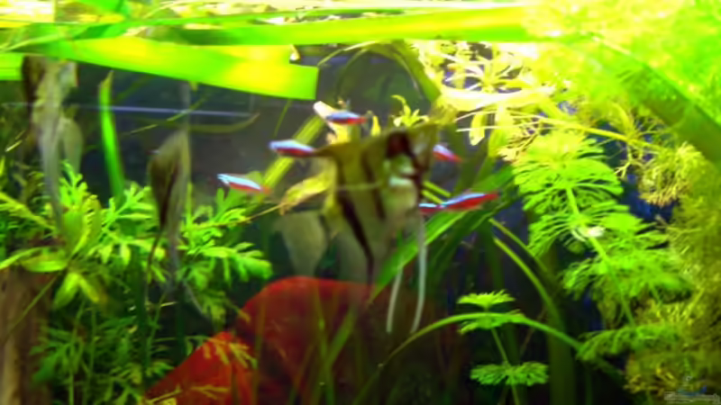 Skalare mit roten Neons von Dennis Röthemeier (8)