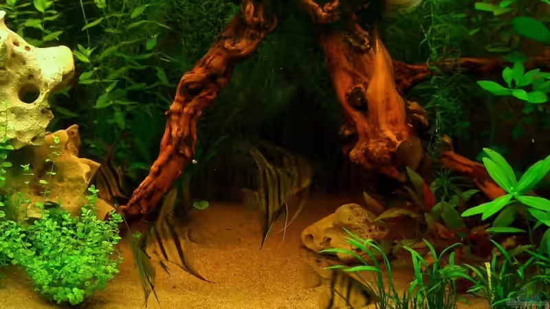 Skalare on Tour von wald-muckel (5)