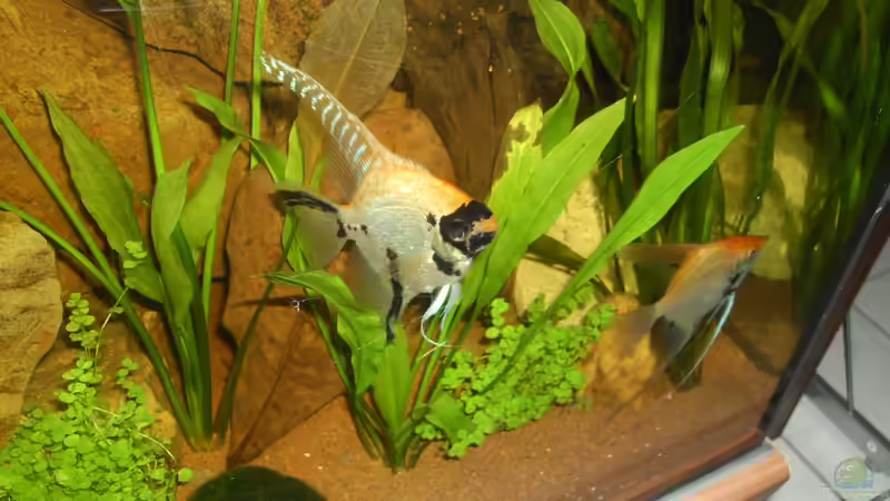 Skalare ´Pterophyllum scalare´ von ChillingTurtle (21)