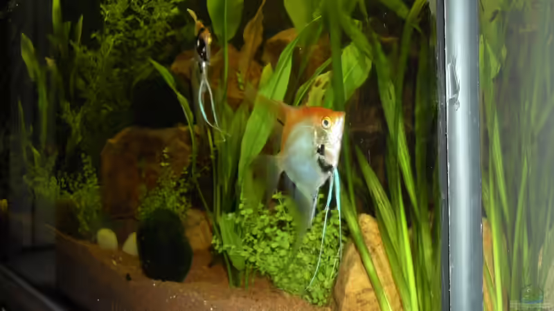 Skalare ´Pterophyllum scalare´ von ChillingTurtle (22)