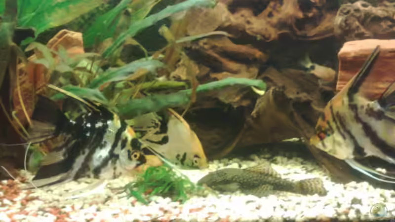 Skalare und Anc. w von skalarvonwels (9)