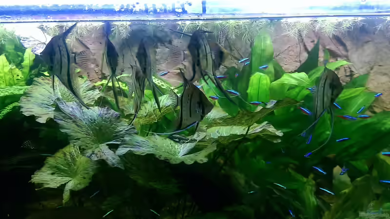 Skalare und Neon in Eintracht.. von Ottche (229)