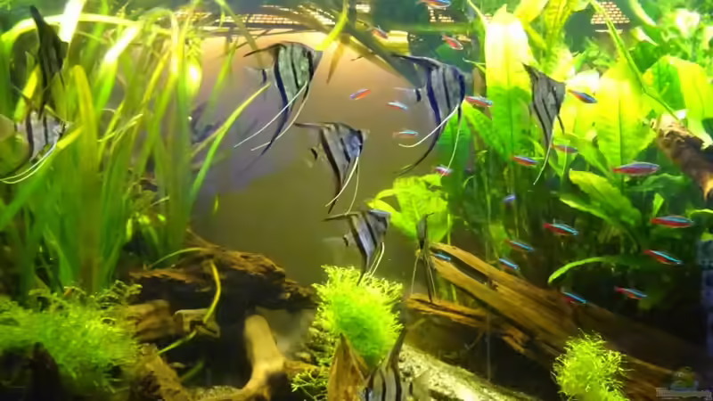 Skalare und Neons von Thorsten G. (38)